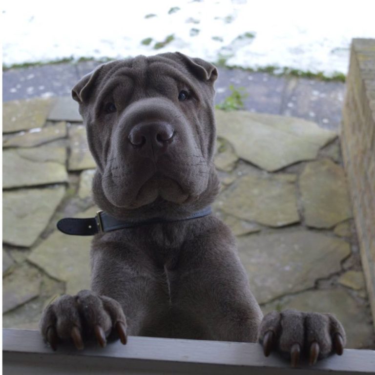 Reggie, the Studio Shar Pei

Reggie joined the team in early 2018 and has been causing low-level chaos ever since. His favorite pastimes are